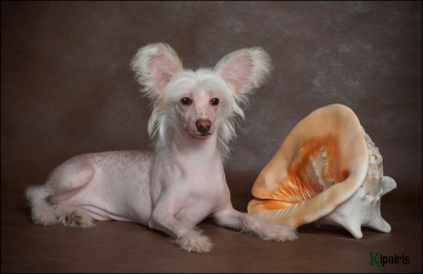 Snou Mirekl Redolence of Flowers