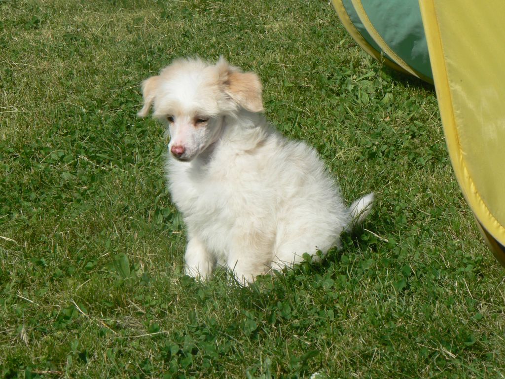 Phoenix arises again 