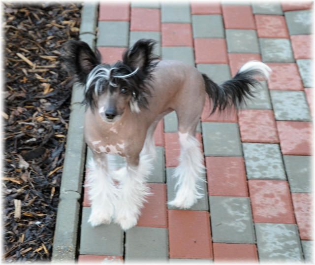 Penelope Kalis z Treste