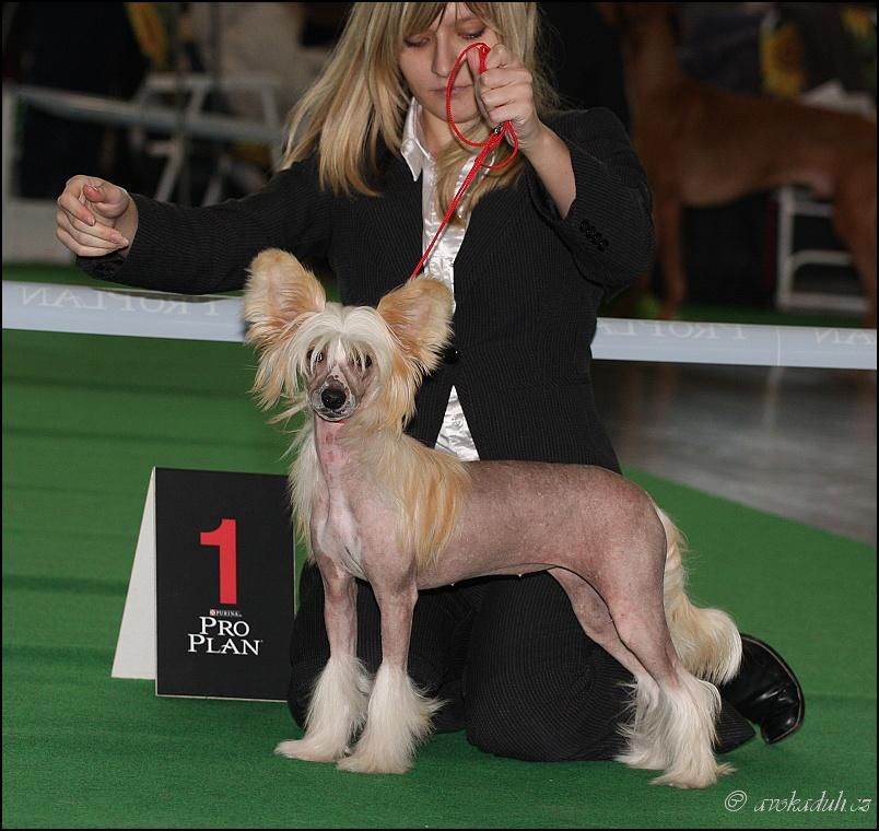 Panama Kalis z Treste