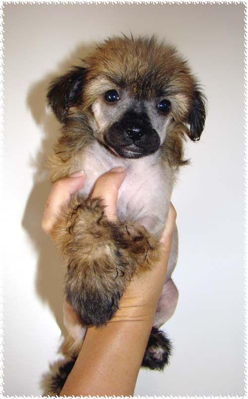 Bellatrix Luckycharm Zosma