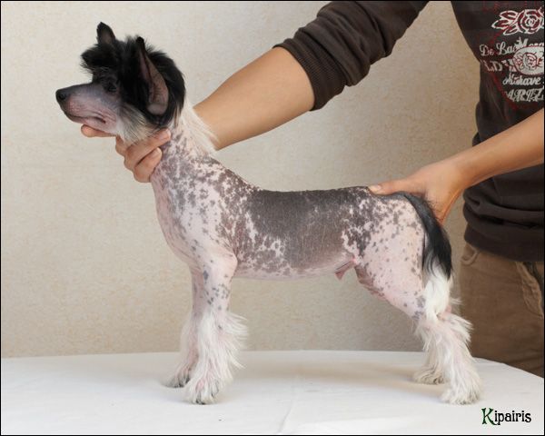 Dogland Happy Hugo Boss