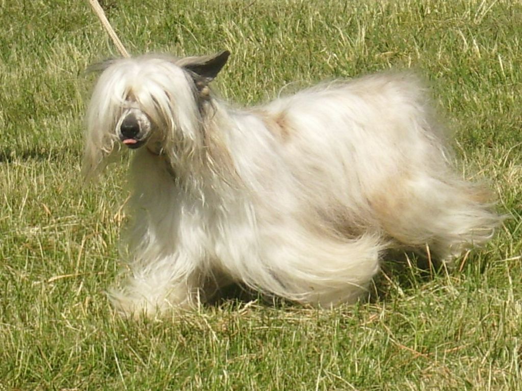 Aponi of Chinese Oracle