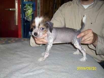 Ahote of Chinese Oracle