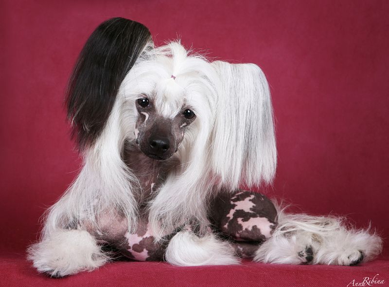 Donna Bella Iz Domika Azalii