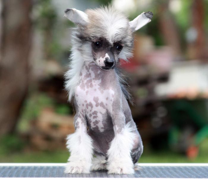 Sokroviche Valkirii Gentle Breeze Olegro Katrin