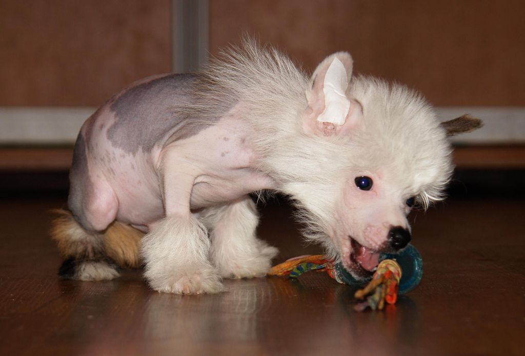 Ice Men iz Diamond Sity