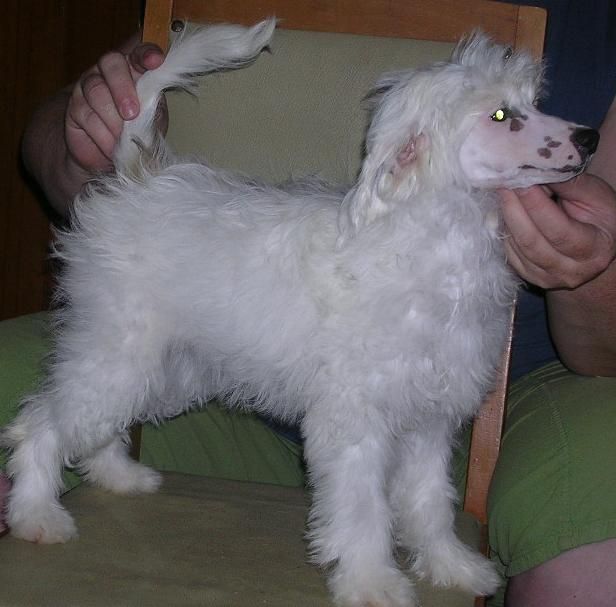 Fancy Style Verdjiniy