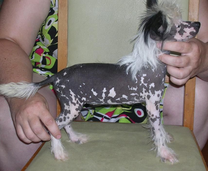 Fancy Style Djordjia