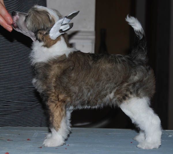 Chineseblue's Lady Of Power