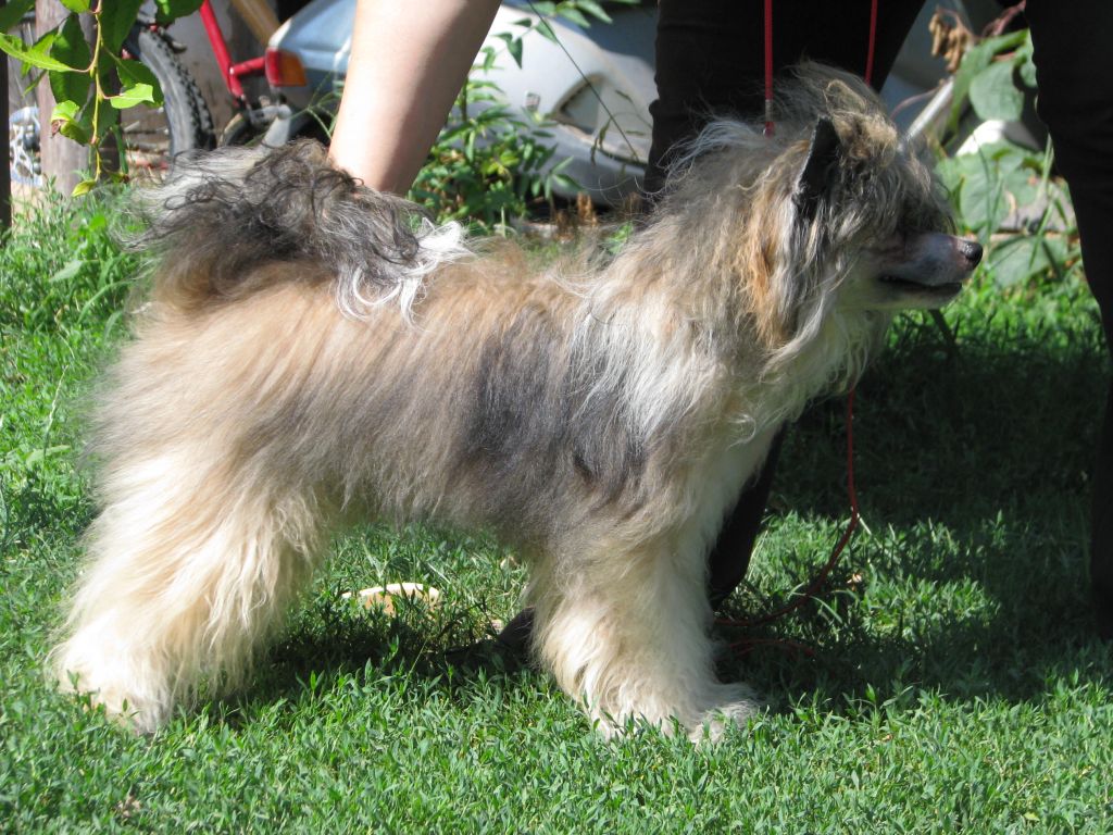 Cygnus Cornelius Di Rabozi