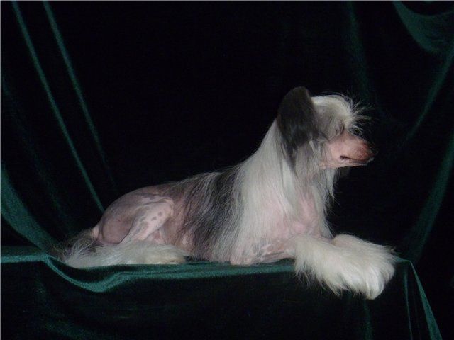 Fantastik Kashmir Lui Konkordis