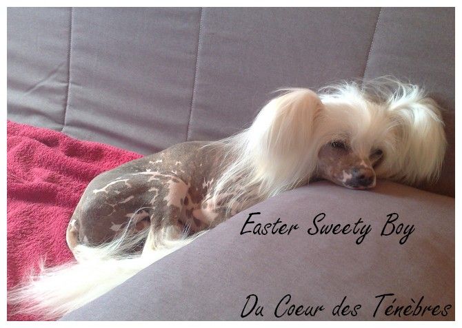 Easter Sweety Boy Du Coeur Des Tenebres