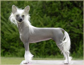 Risin' Star Miss Behav'n