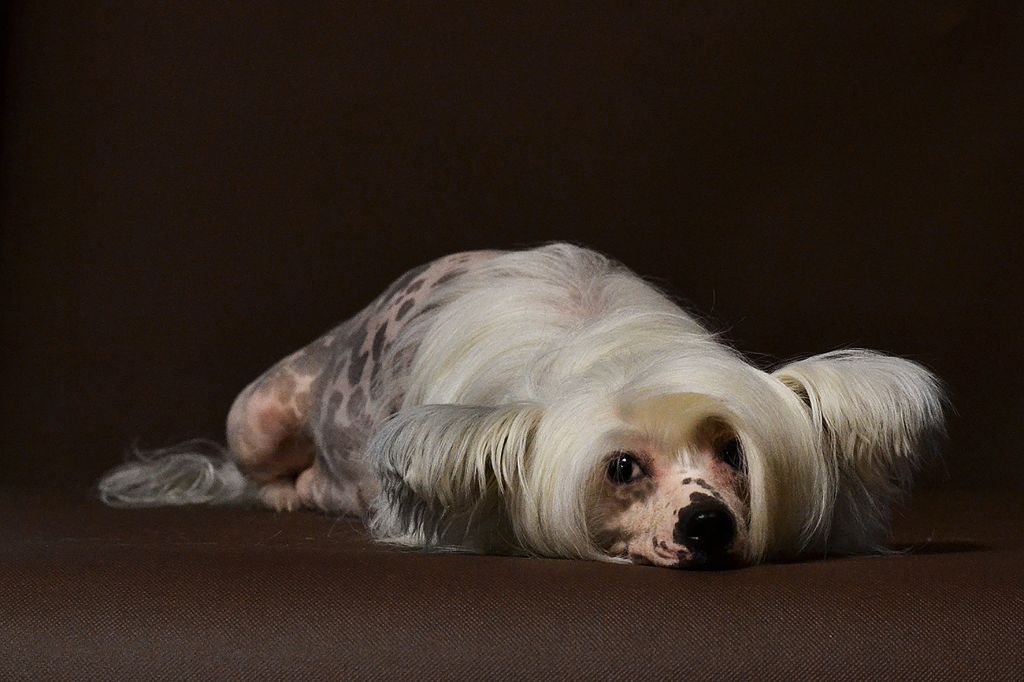 Ukrainochka Minodora for Zlato Dinastii