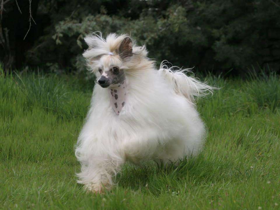 MultiCH Magnus Staff Angelina