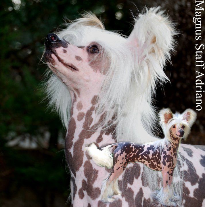 Magnus Staff Adriano