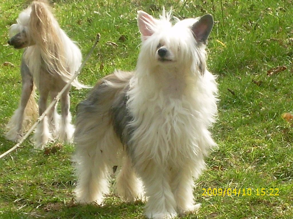 Blue bird paradise hello bybye