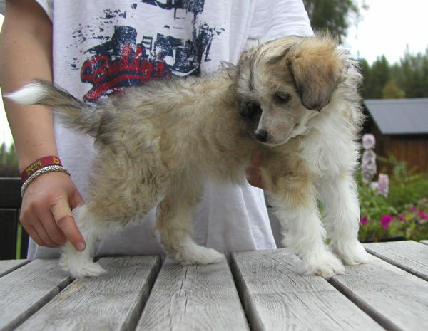 House of Landfari Chanel