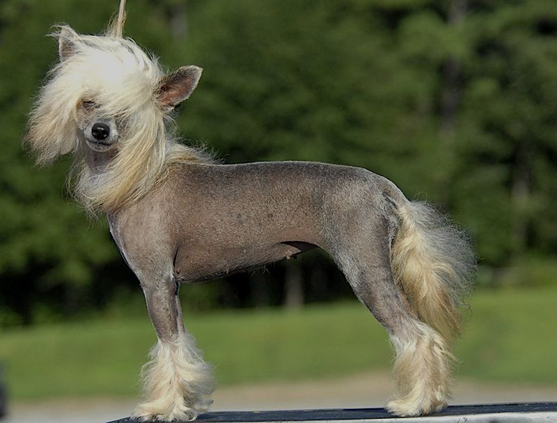 Risin Stars Good Golly Miss Molly 