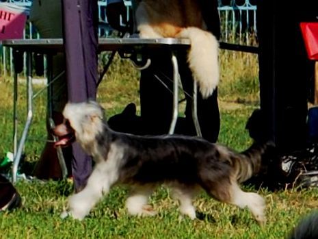 True Magnifisen New Sensation