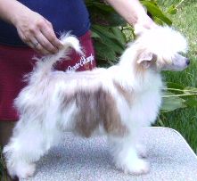 Kalan's Playboy Bunny