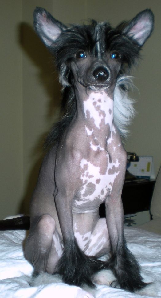  Always on my mind Della Castafiore