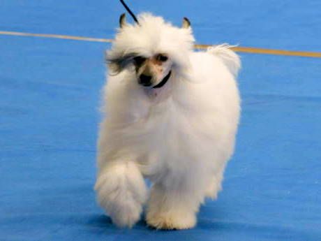 Yankee Rosa Thea FCI