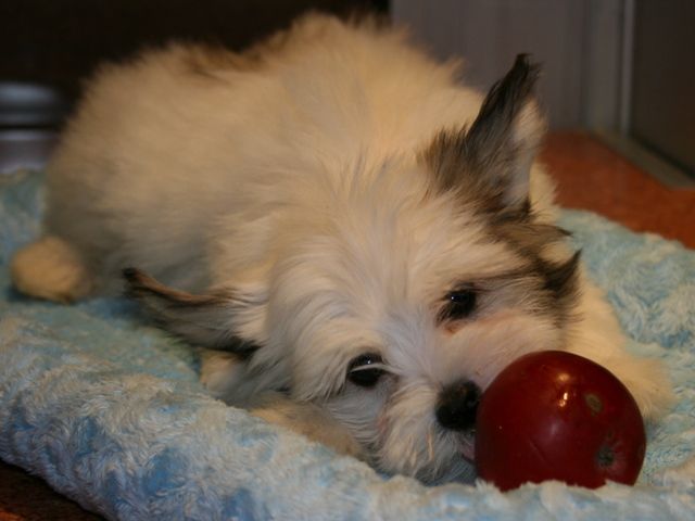 Ksolo Club Baks Banny