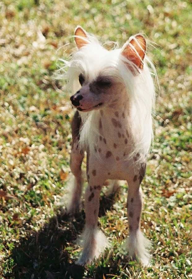 Golden's Marti Graus Madness