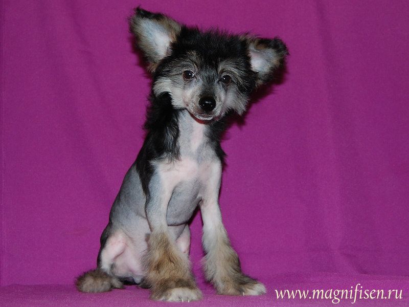 True Magnifisen Mystic Boy