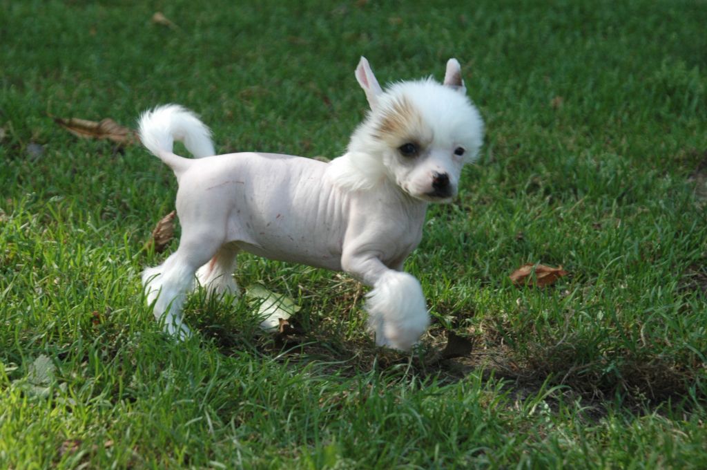 Ice Cream Little Champs