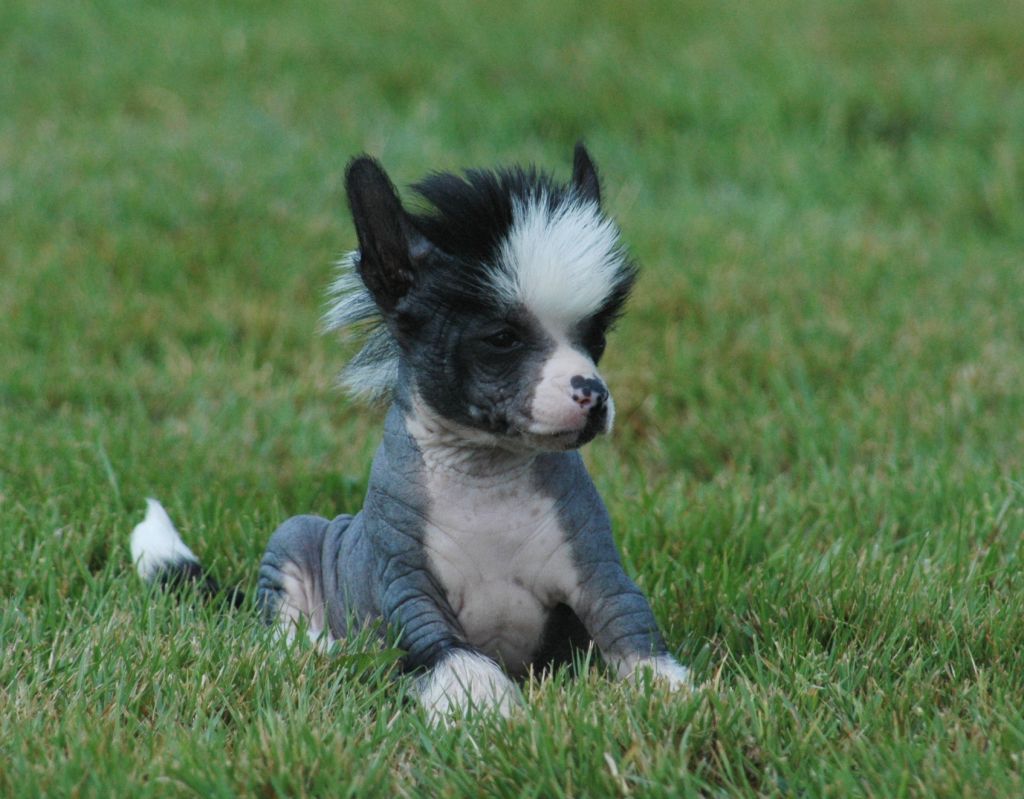 I Love You Little Champs