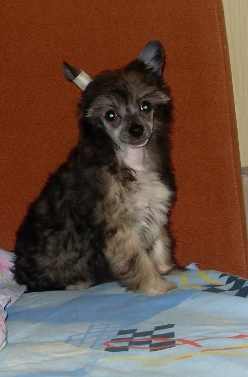 Fancy Style Juravushka