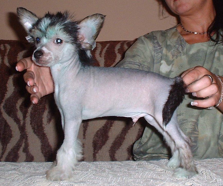 Viper z Jasne hvezdy 