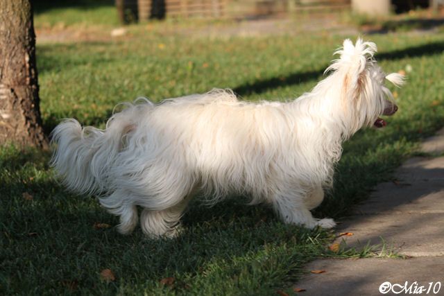 Bur-Mari-And-I Shampan Rose