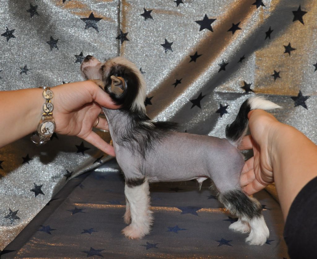 Kama Lakshmy Santa Pauer