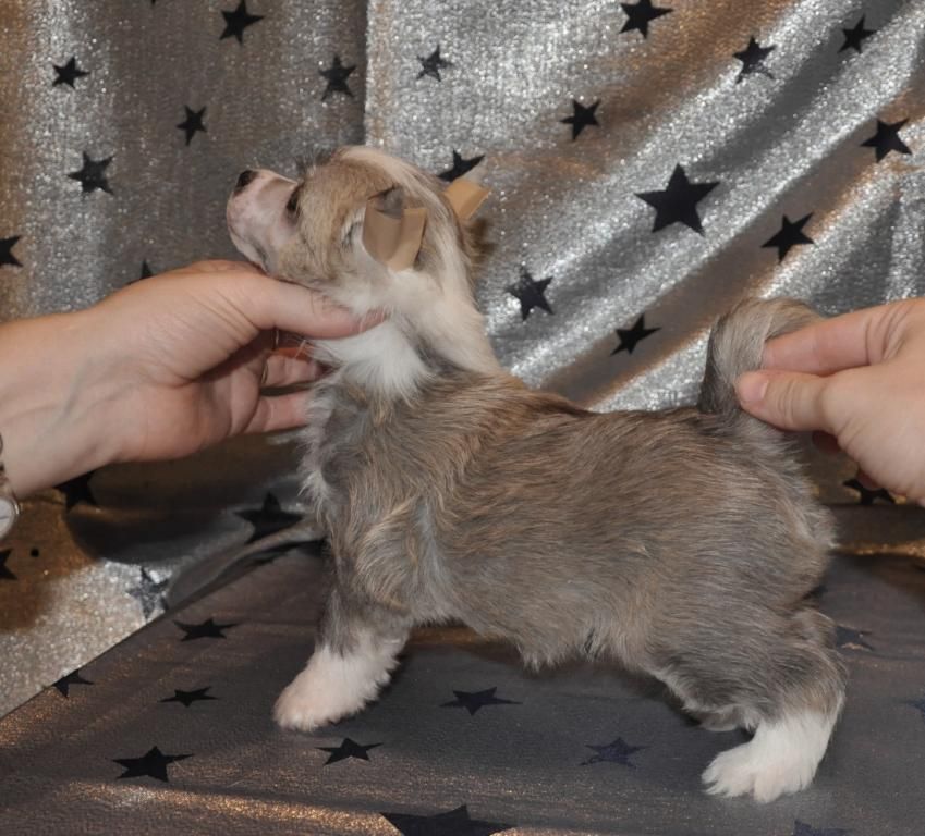 Kama Lakshmy Silver Stail