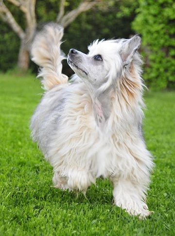 Bai Long's I'm Like Sugar