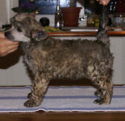 Bai Long's Izadorable Me