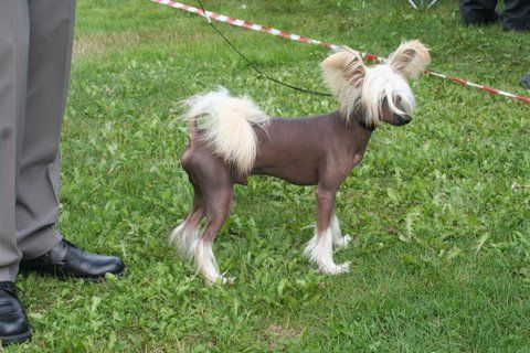 Bai Long's I'm Mr Perfect