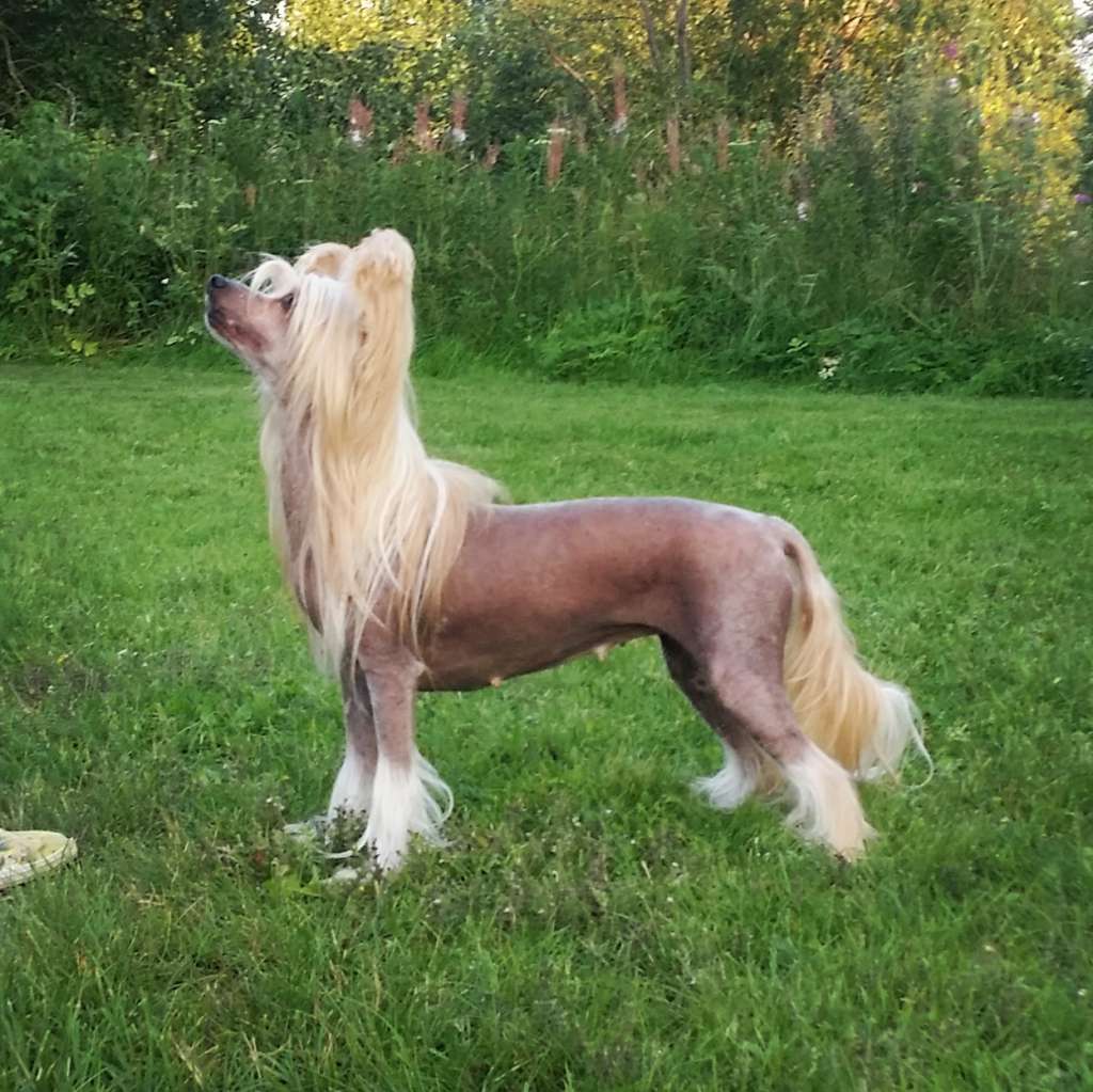 Naked Stars I Love You