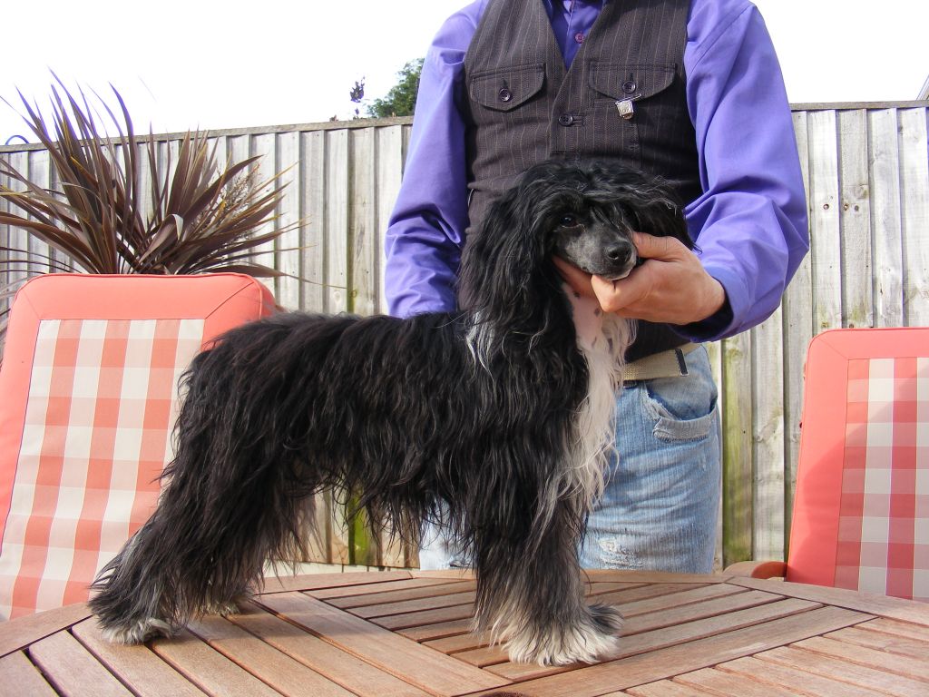 Glanzvolls Miss Tyque of Rodridge