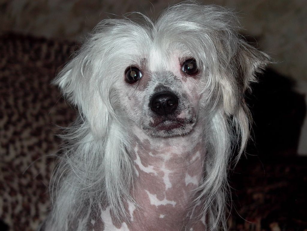 Ivushka Laskovoe Solnyshko