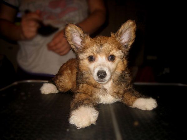 Aura Beauty Zolotaya Orchideya