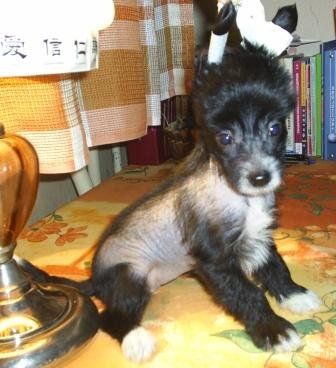 Margadon Golaya Pravda