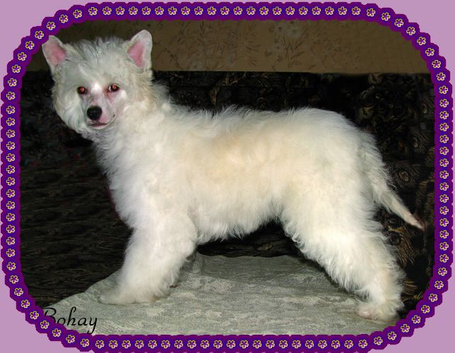 Shanel Glamour  Abrisko Magik Fly