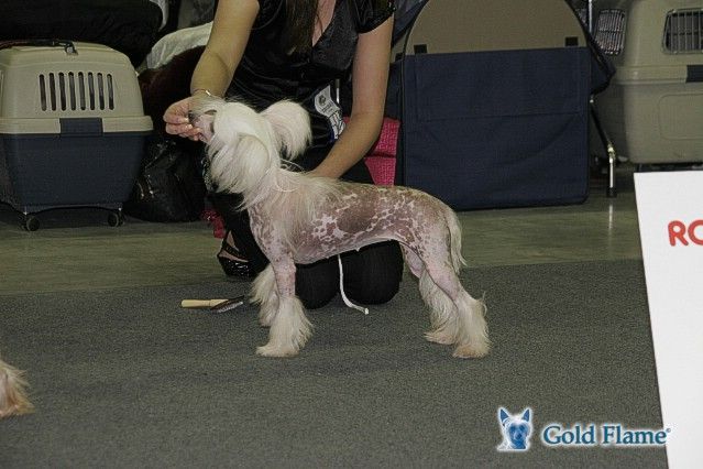 Fantastik Kashmir Shanel My Love 