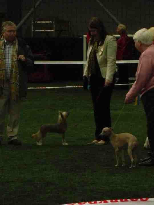 Tamarsh Fortune Cookie for Gracemere