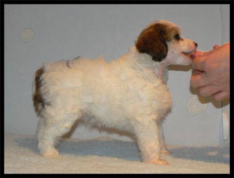 Crestnspots Belle of the ball